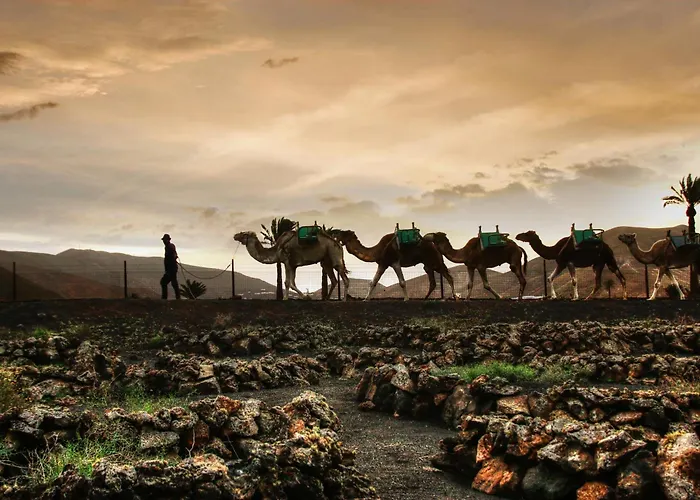 Home2book Cute Alexia Puerto Del Carmen, Terrace 卡门港